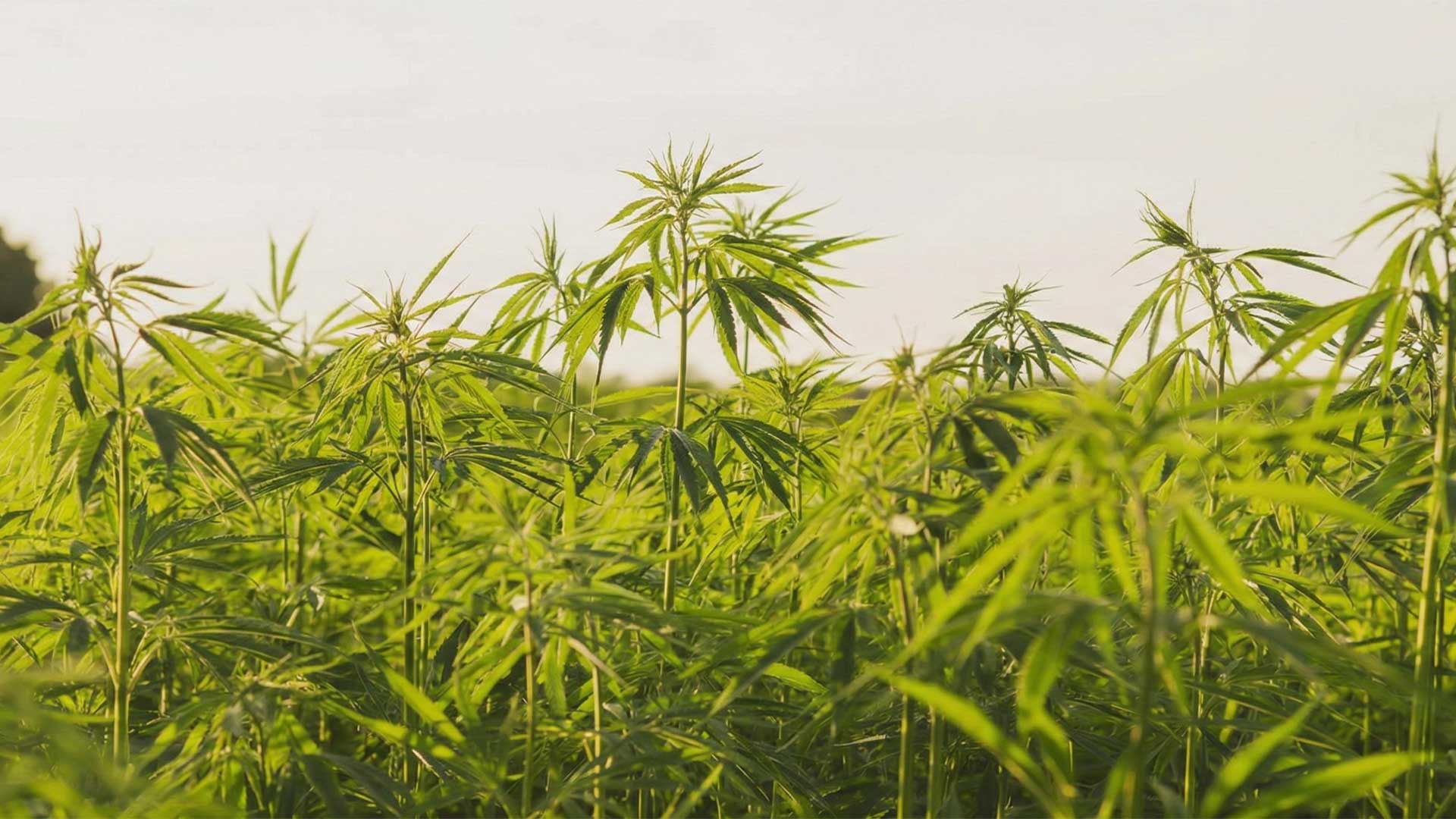 Hemp field