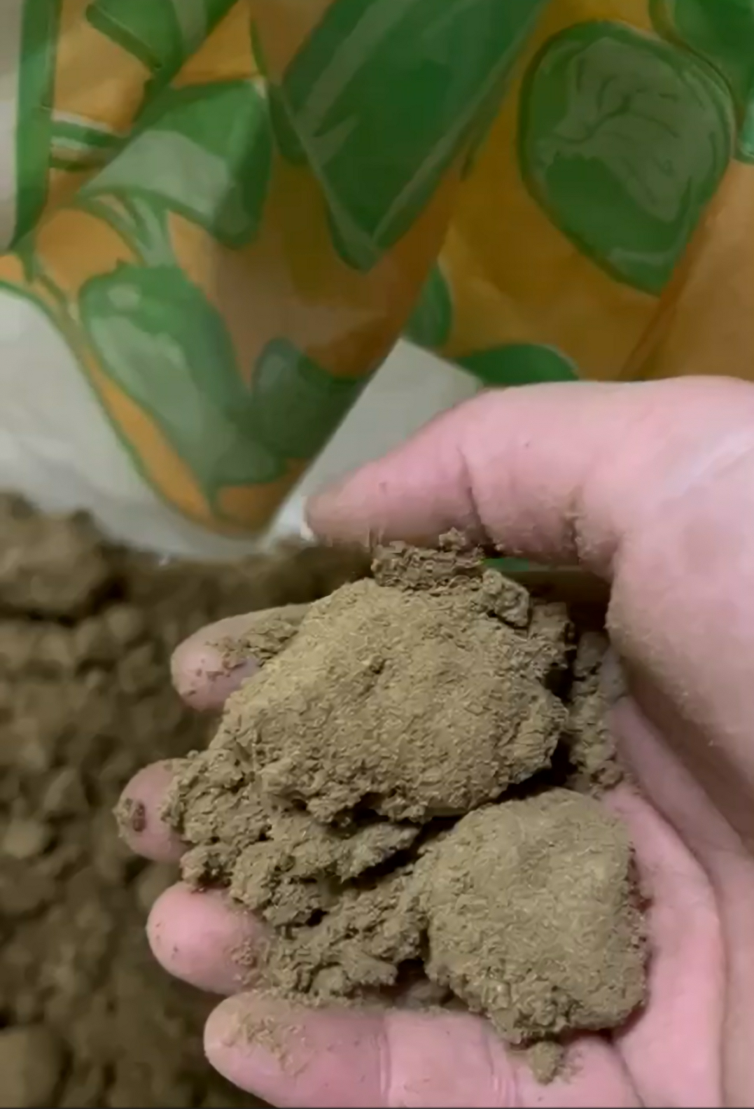 Hawaiian Haze Hybrid